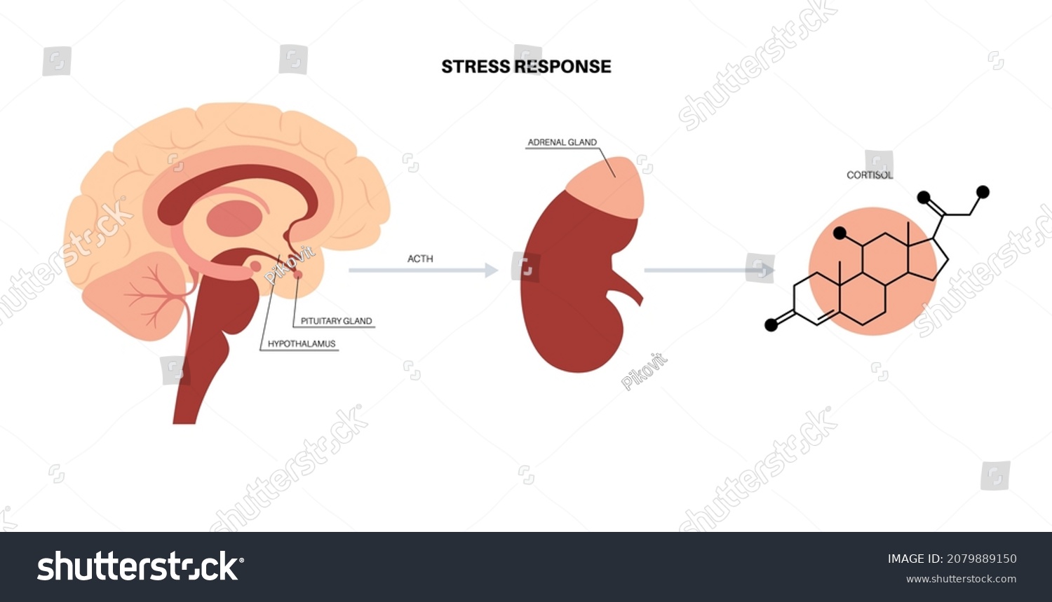 Stress Response System Hypothalamic Pituitary Adrenal Stock Vector ...