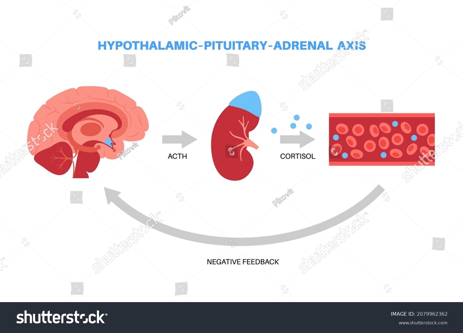 Stress Response System Hypothalamic Pituitary Adrenal Stock Vector ...