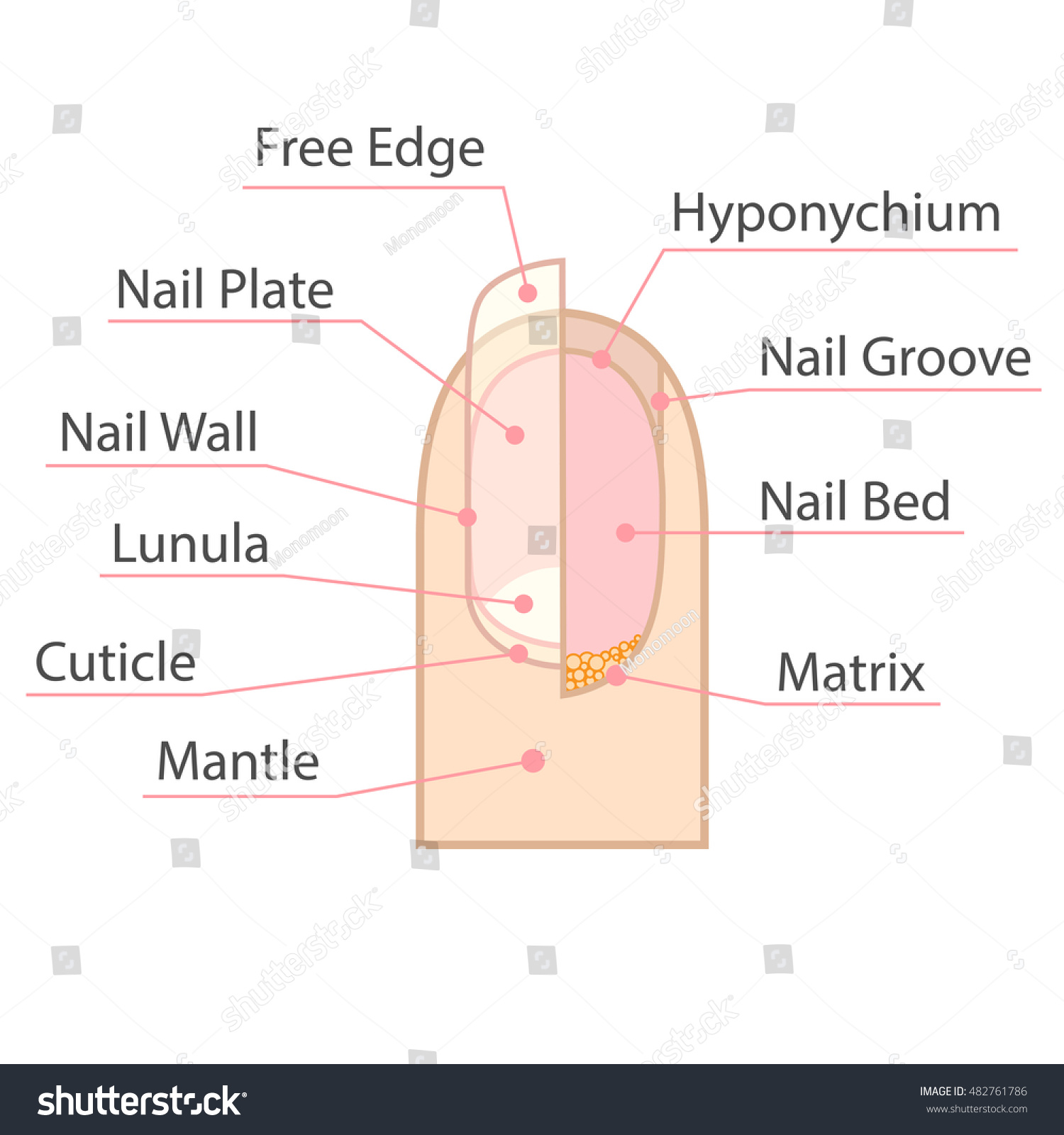 Nail Anatomy Structure Diagram Vector Illustration St - vrogue.co