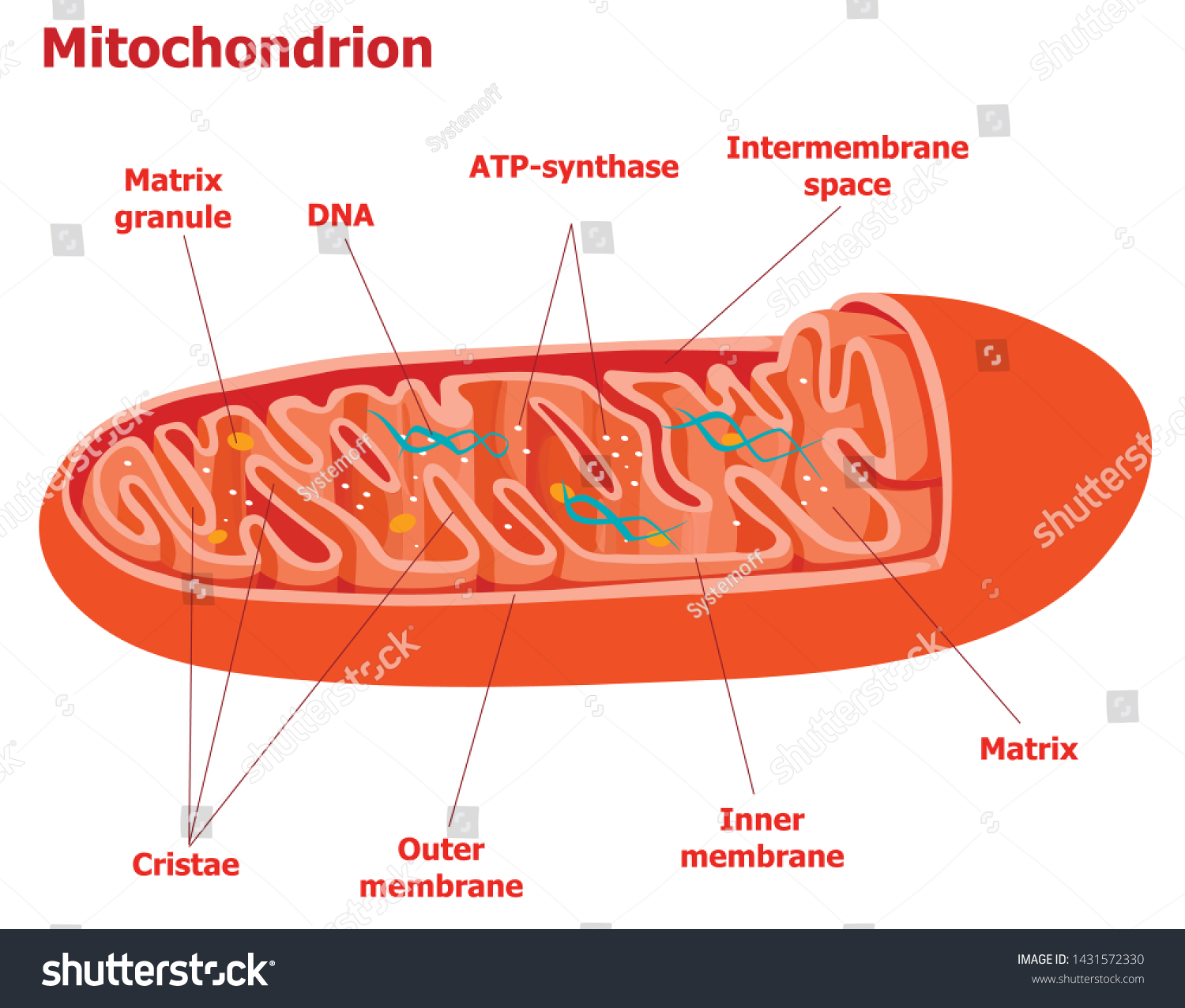 Structure Components Typical Mitochondrion Stock Vector (Royalty Free ...