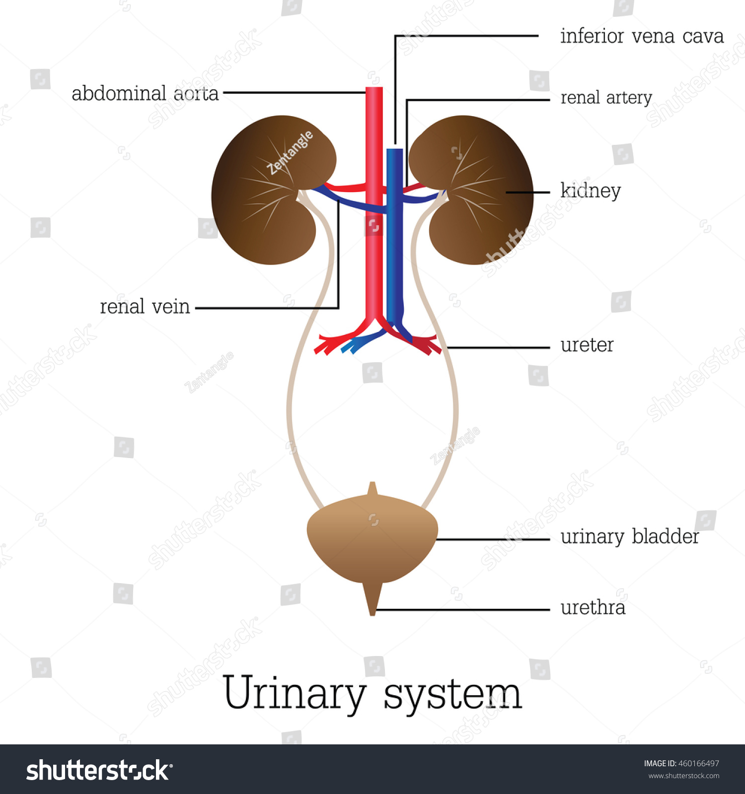 Structure Function Urinary System Urinary System Stock Vector (Royalty ...