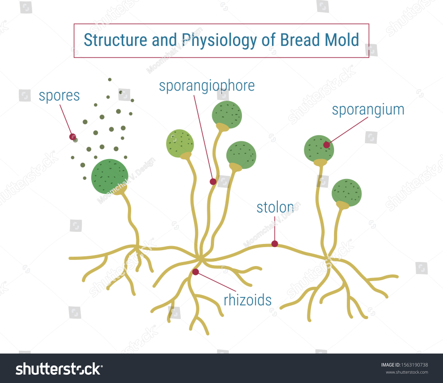 vektor-stok-structure-physiology-fungi-anatomy-mold-diagram-tanpa