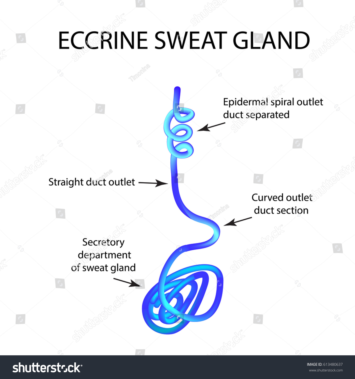 Structure Eccrine Sweat Gland Infographics Vector 库存矢量图（免版税）613480637