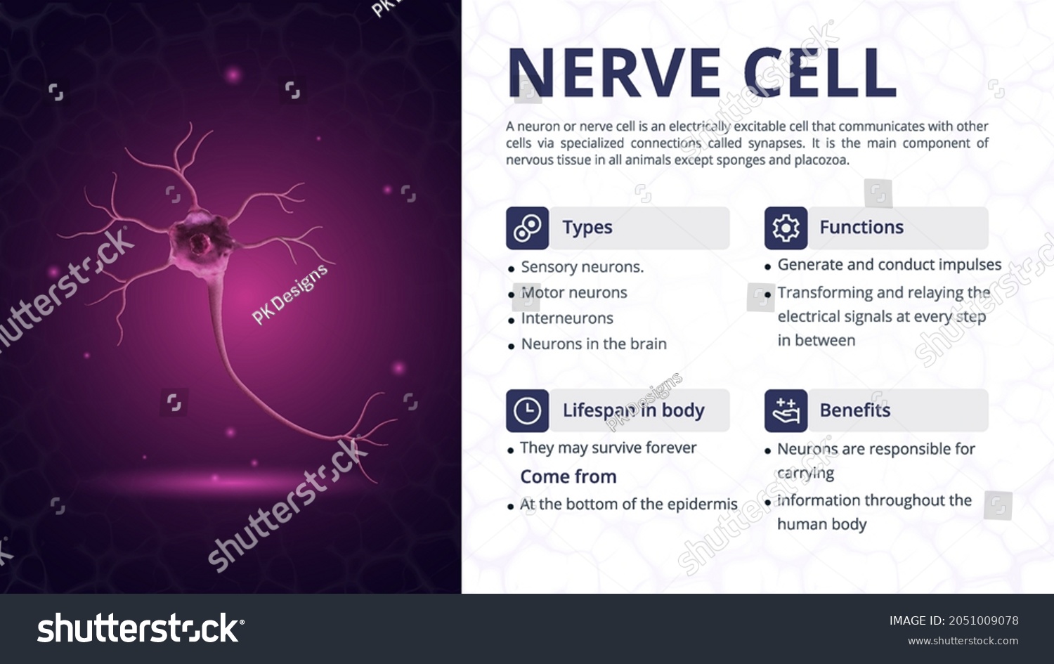 SVG of Structure, Function and Types of Nerve Cell Vector Image Design svg