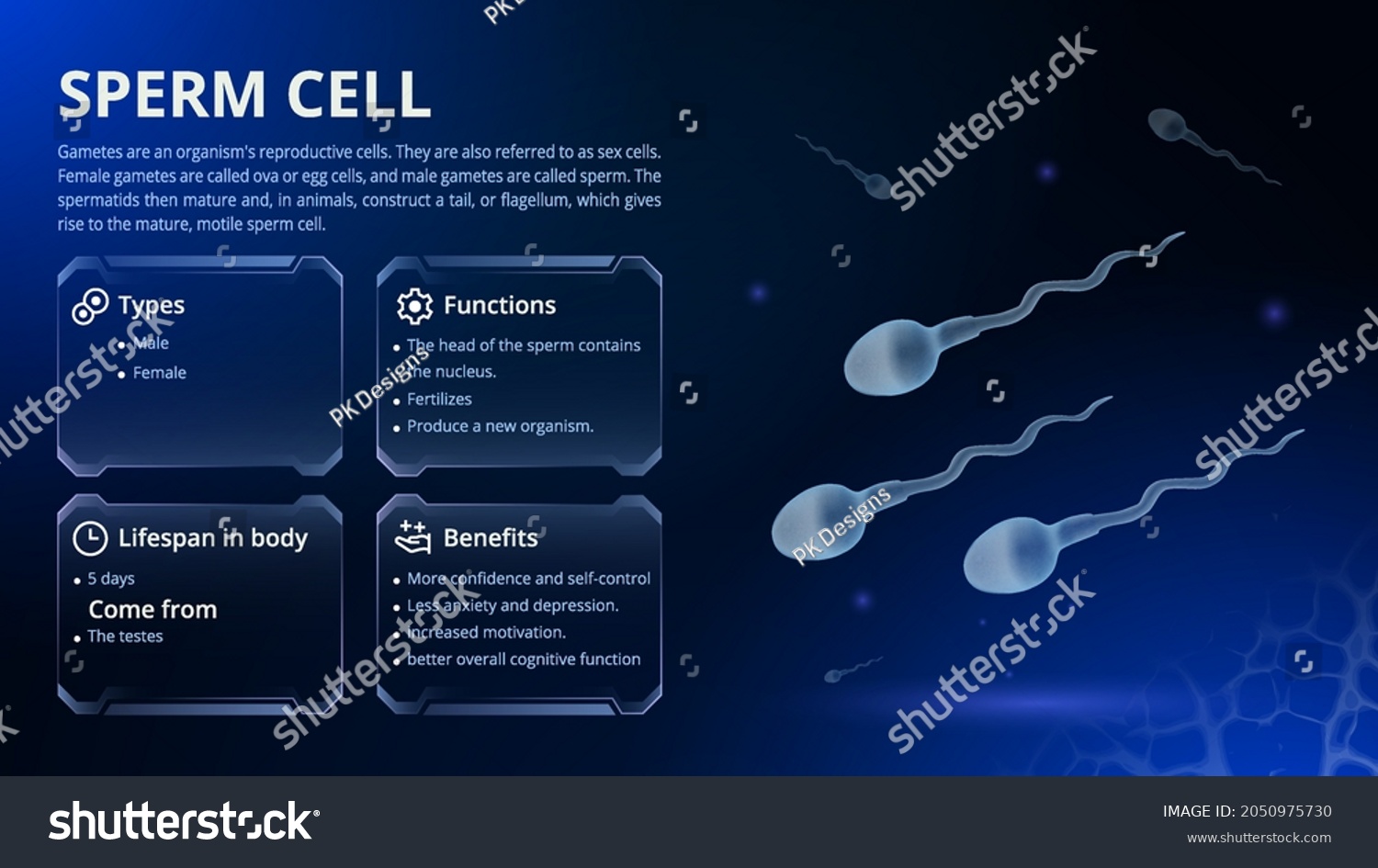 Structure Function Types Sperm Cell Vector 库存矢量图（免版税）2050975730