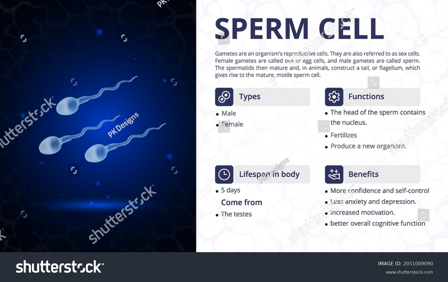 Structure Function Types Sperm Cell Vector: vetor stock (livre de ...