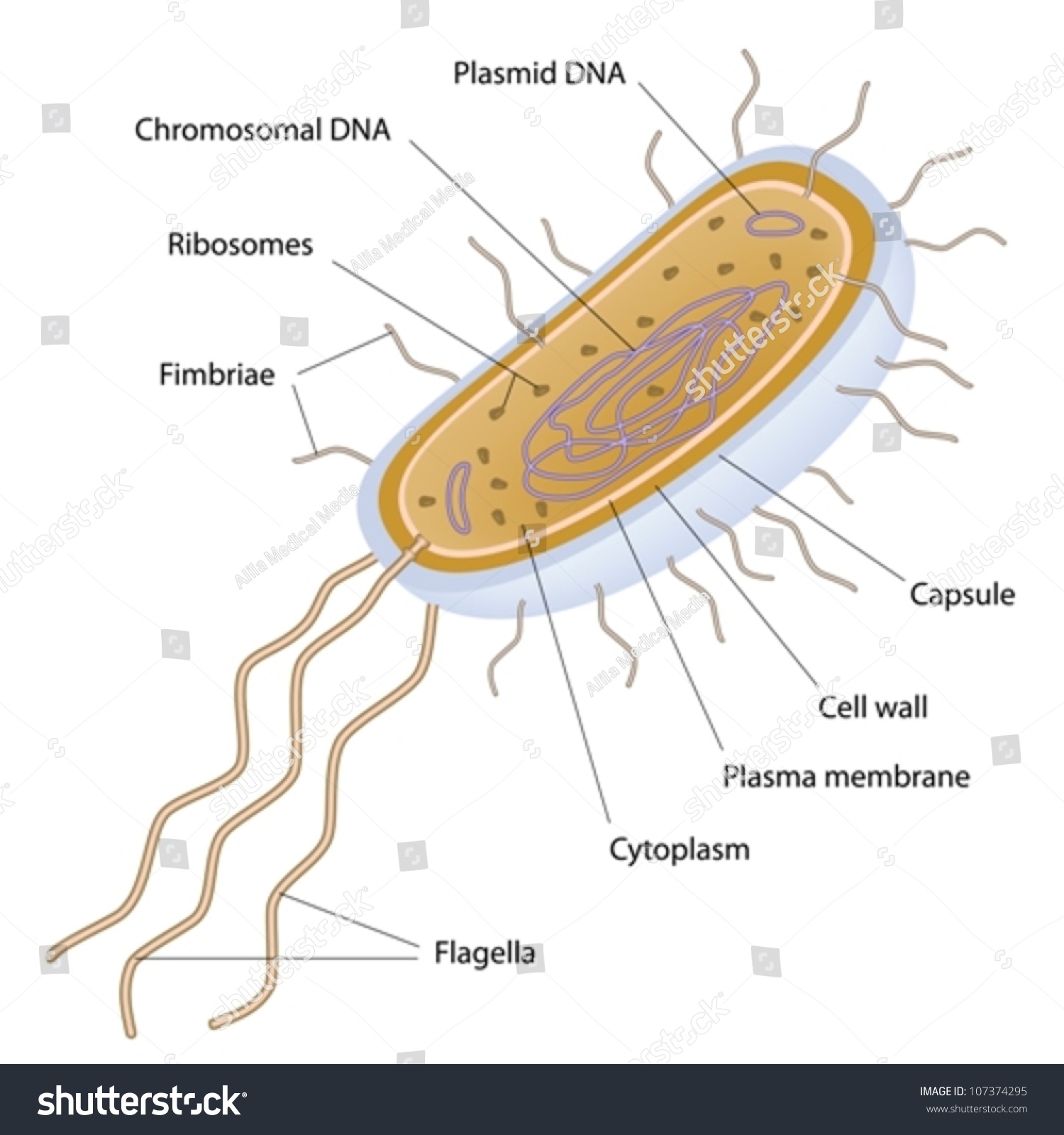 Structure Bacterial Cell Stock Vector Shutterstock