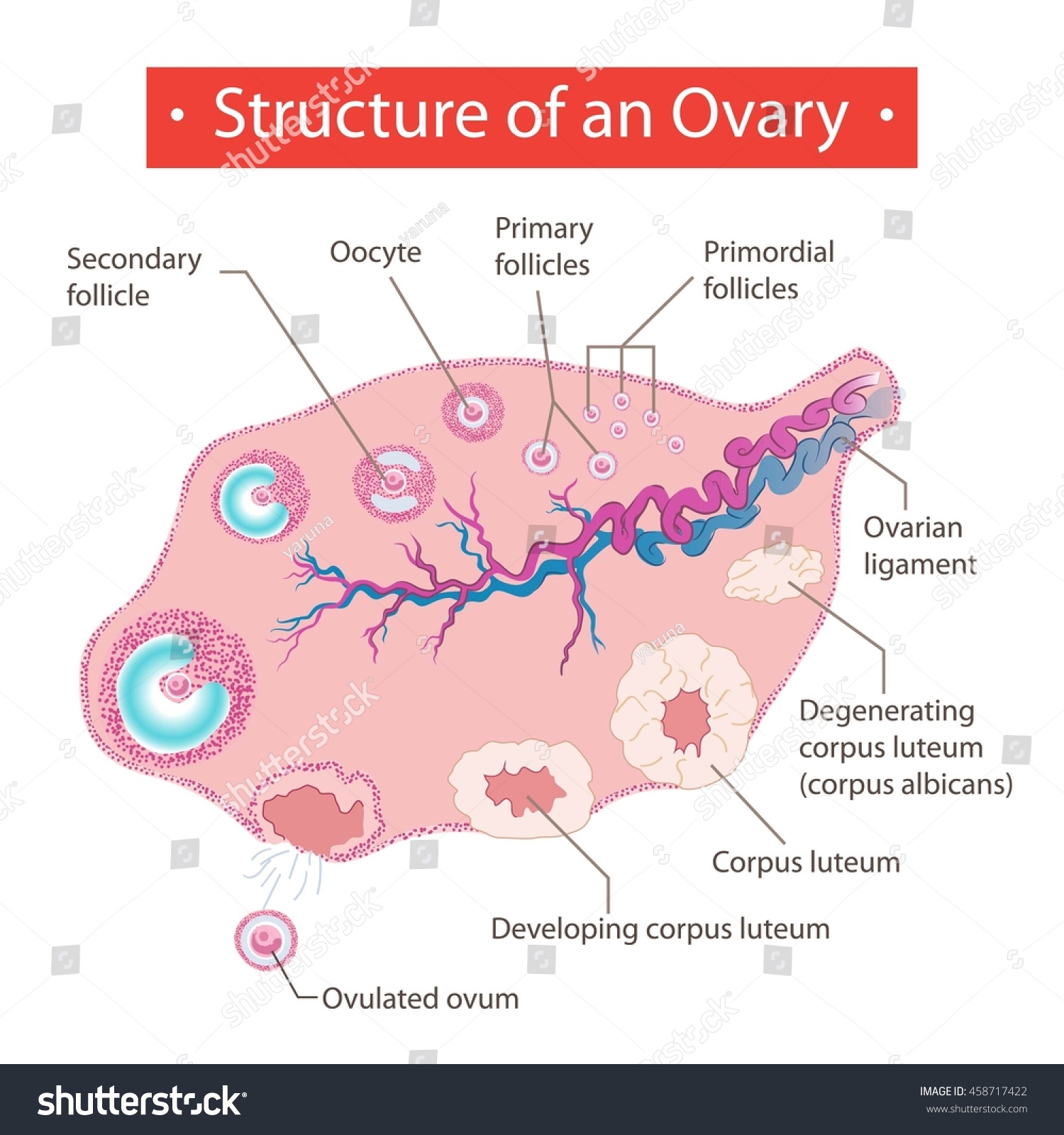 Structure Ovary Stock Vector (Royalty Free) 458717422 | Shutterstock