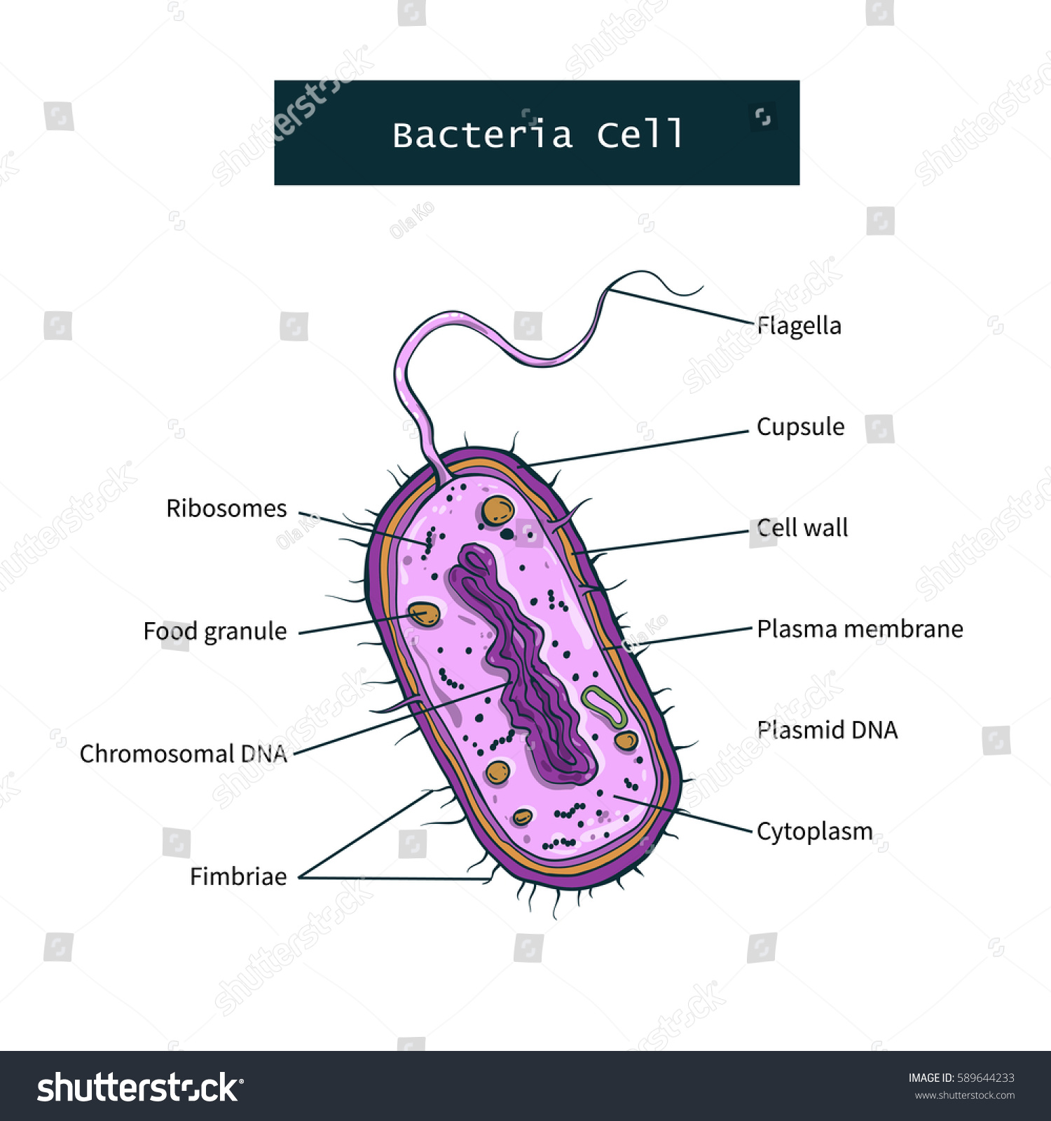 Structure Bacteria Cell On White Background Stock Vector 589644233 ...