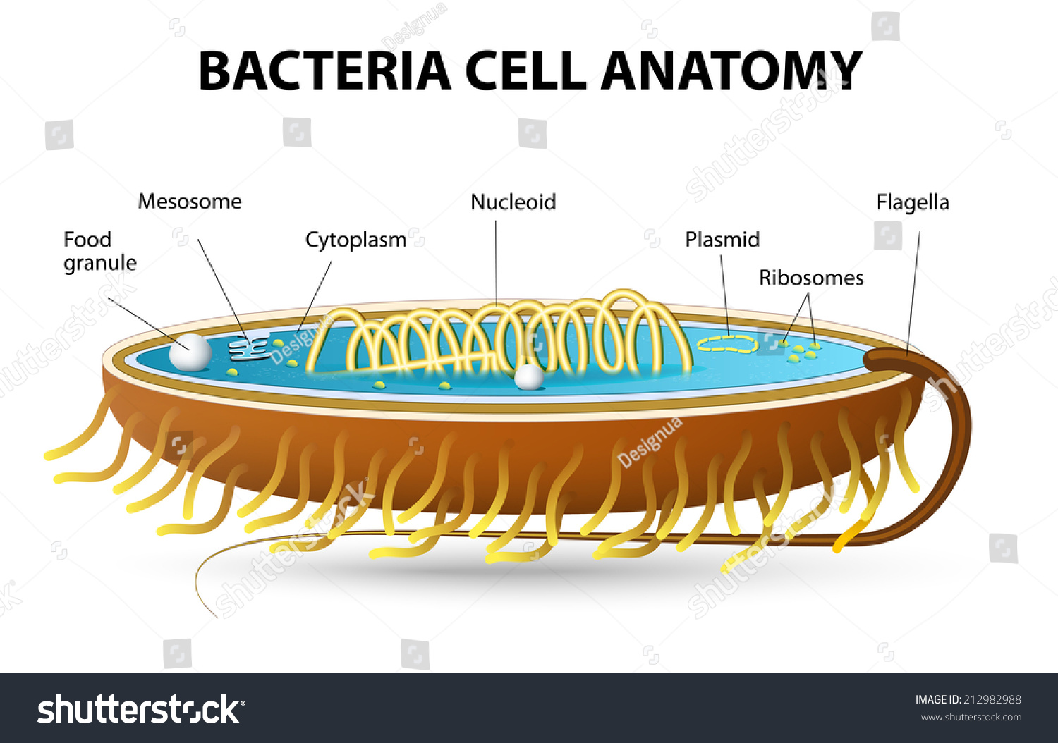 Structure Bacterial Cell Cutaway Vector Diagram Stock Vector Royalty Free