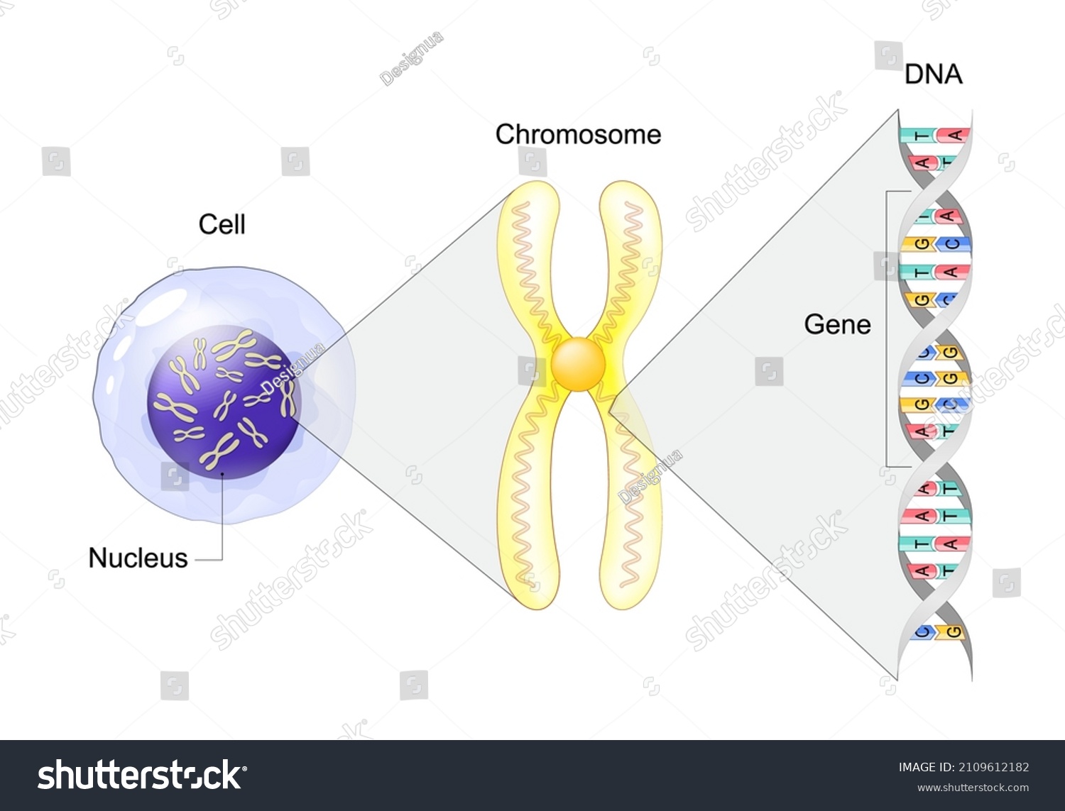 Structure Cell Gene Dna Chromosome Genome Stock Vector Royalty Free
