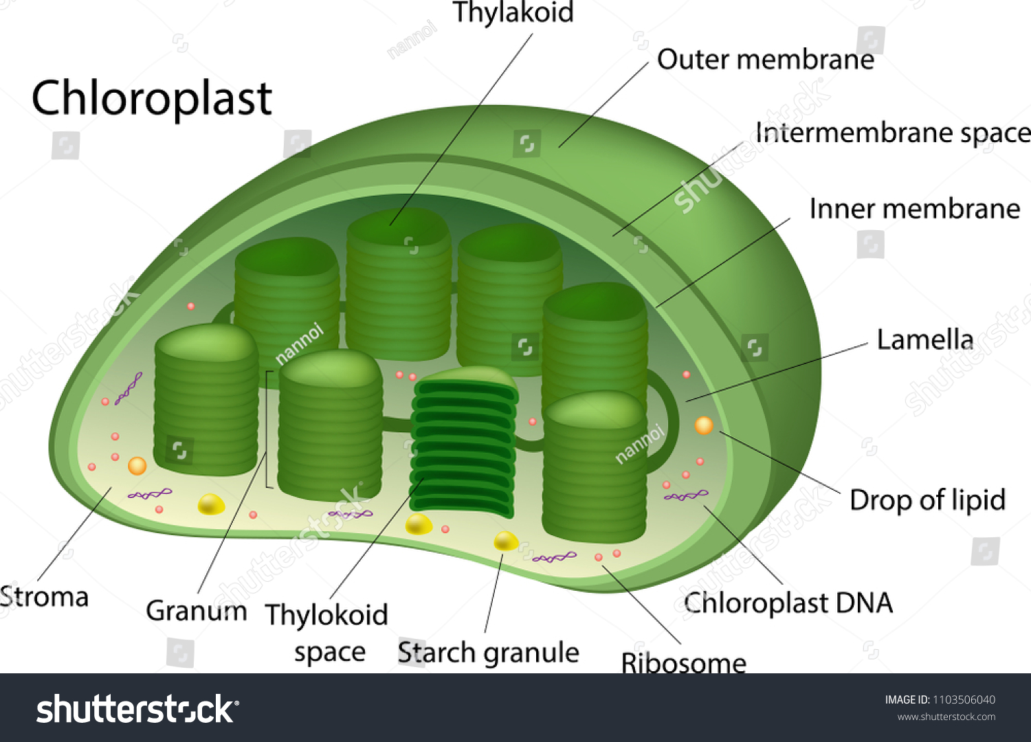 Structure Chloroplast Stock-Vektorgrafik (Lizenzfrei) 1103506040