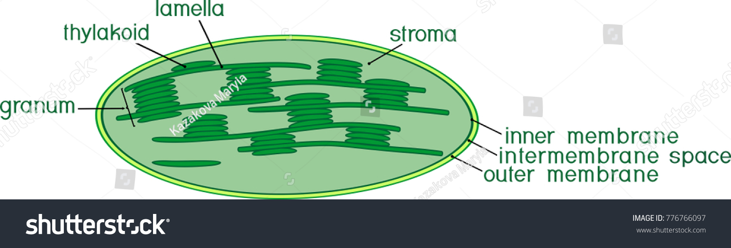 Structure Chloroplast Titles Stock Vector (Royalty Free) 776766097