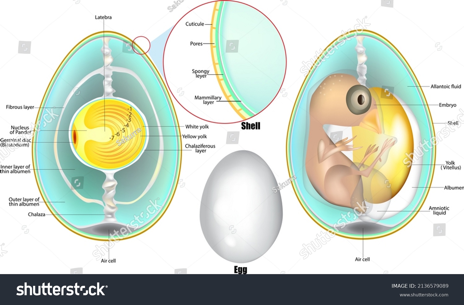 46 Germinal disc Images, Stock Photos & Vectors | Shutterstock