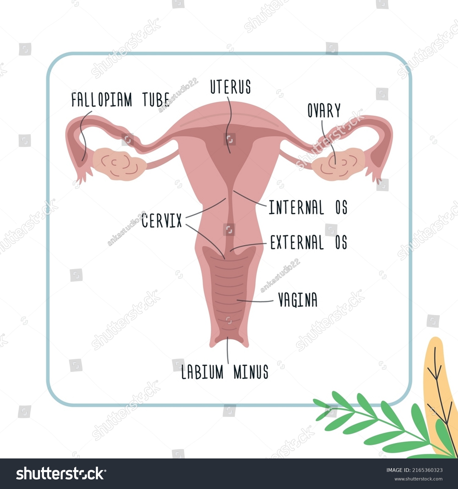 Structure Female Genital Organs Anatomy Vagina Stock Vector Royalty