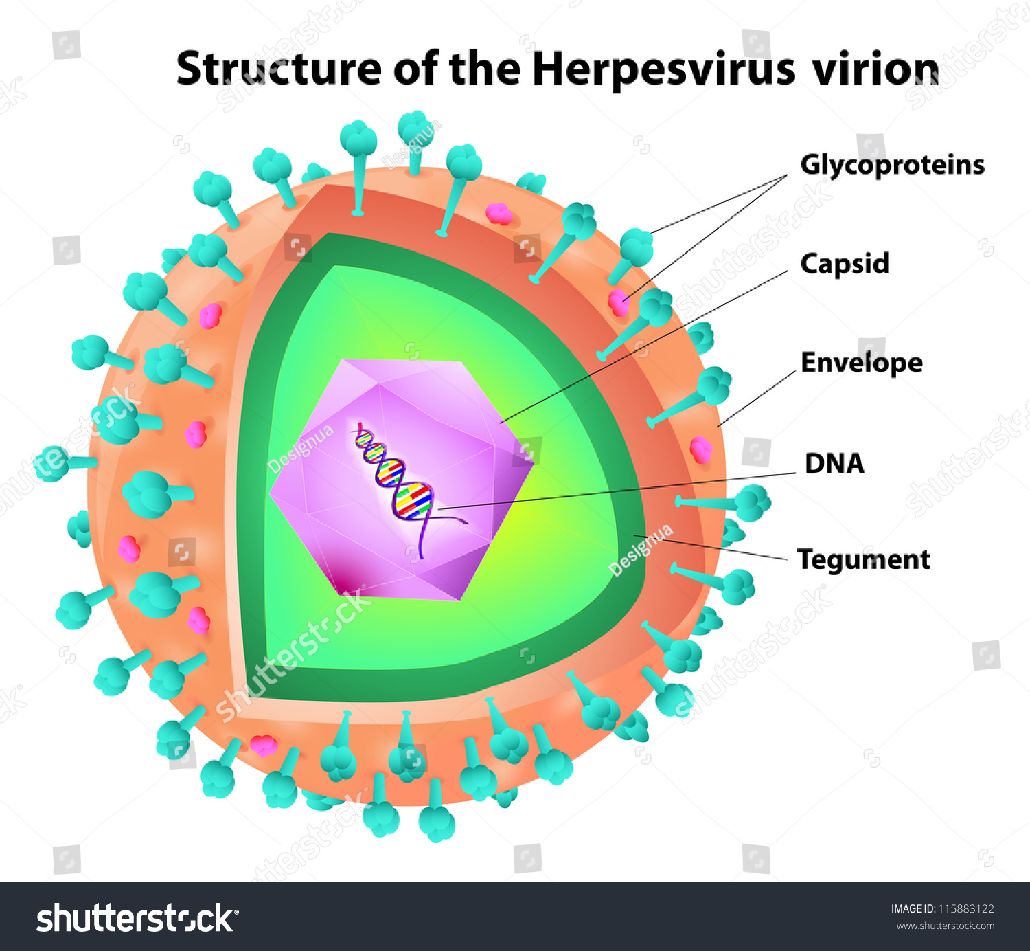 Structure Herpes Virus Portion Virus Has Stock Vector 115883122 ...