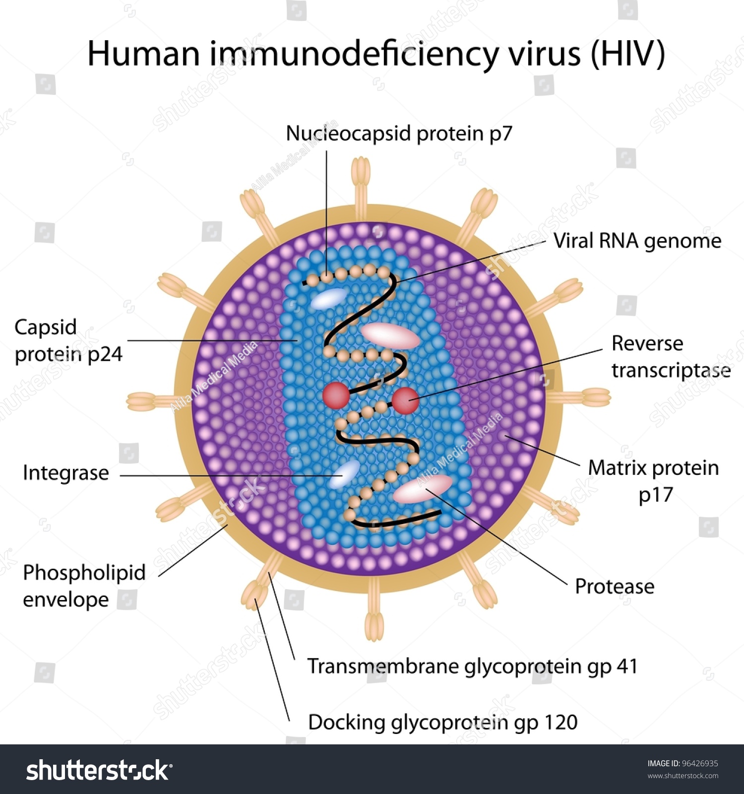 Structure Hiv Stock Vector 96426935 - Shutterstock