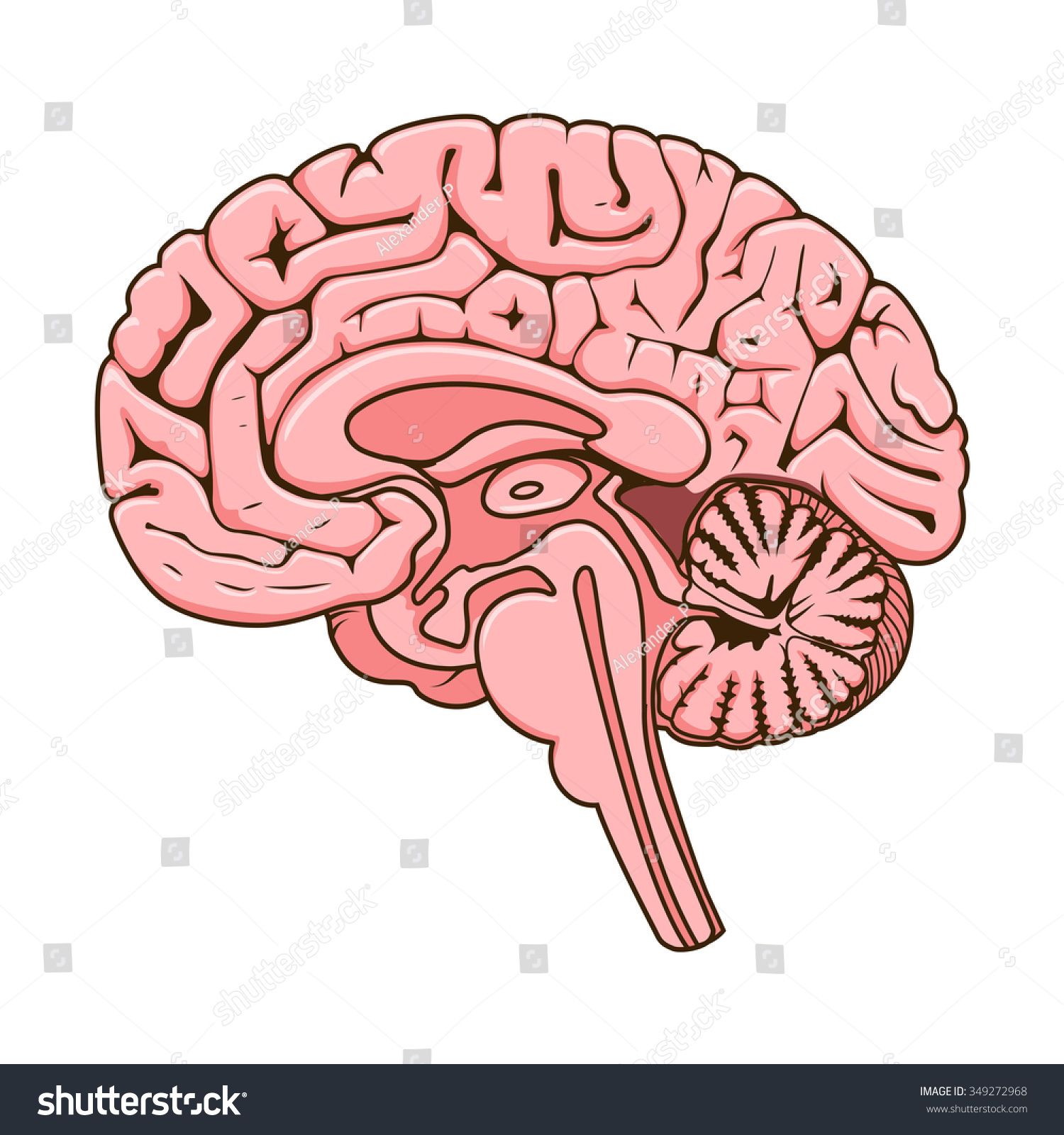 Structure Human Brain Section Schematic Vector Stock Vector (Royalty ...