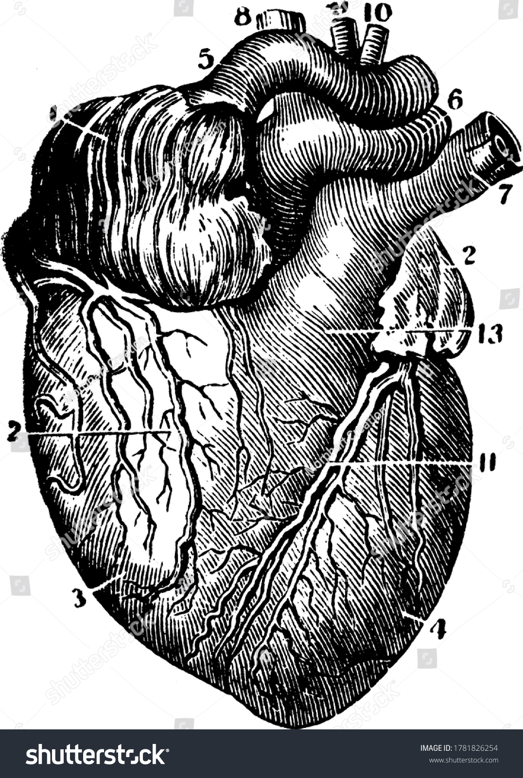 Structure Human Heart Organ That Pumps Stock Vector (Royalty Free ...