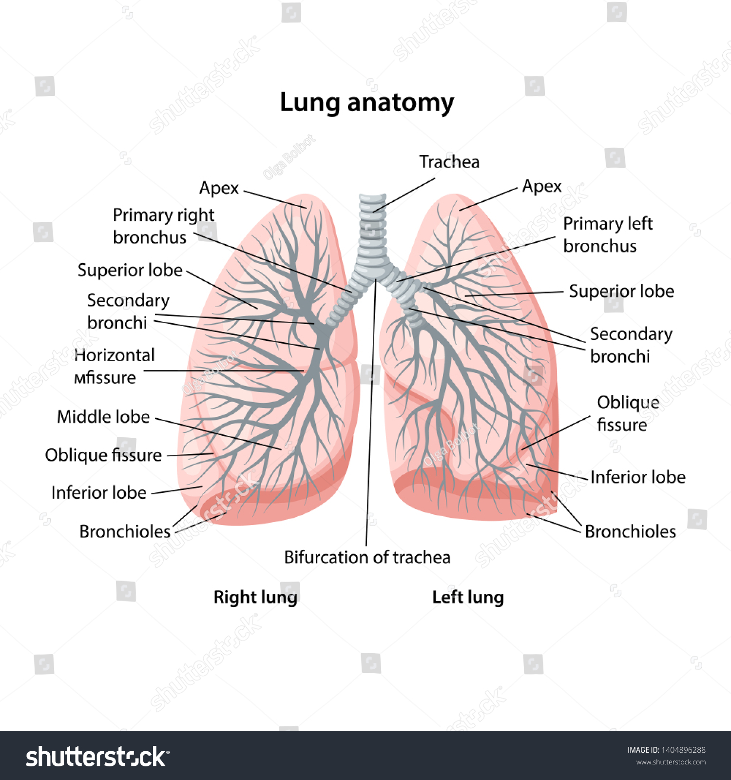 Structure Human Lungs Description Corresponding Parts Stock Vector ...