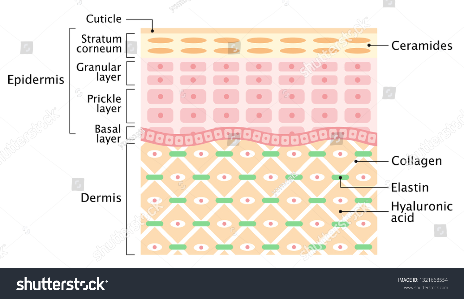 Structure Human Skin Layer Isolated On Stock Vector (royalty Free 