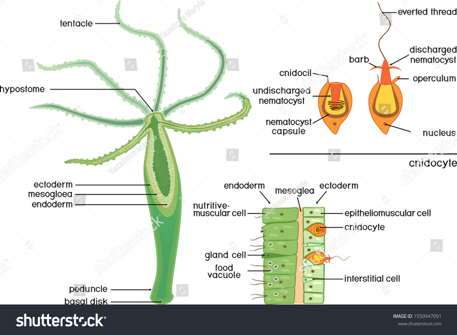 ectoderma-images-stock-photos-vectors-shutterstock