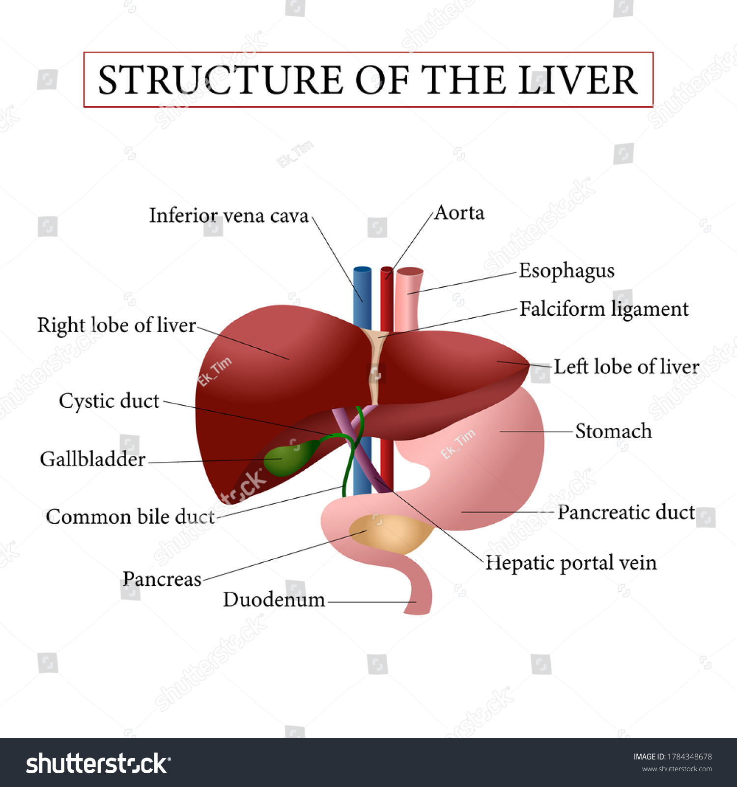 Structure Liver Illustration Human Liver Anatomy Stock Vector (Royalty ...