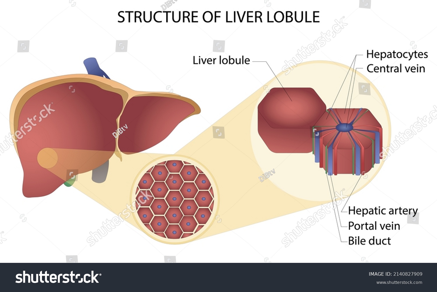 Structure Liver Lobule Vector Illustration Liver Stock Vector (Royalty ...