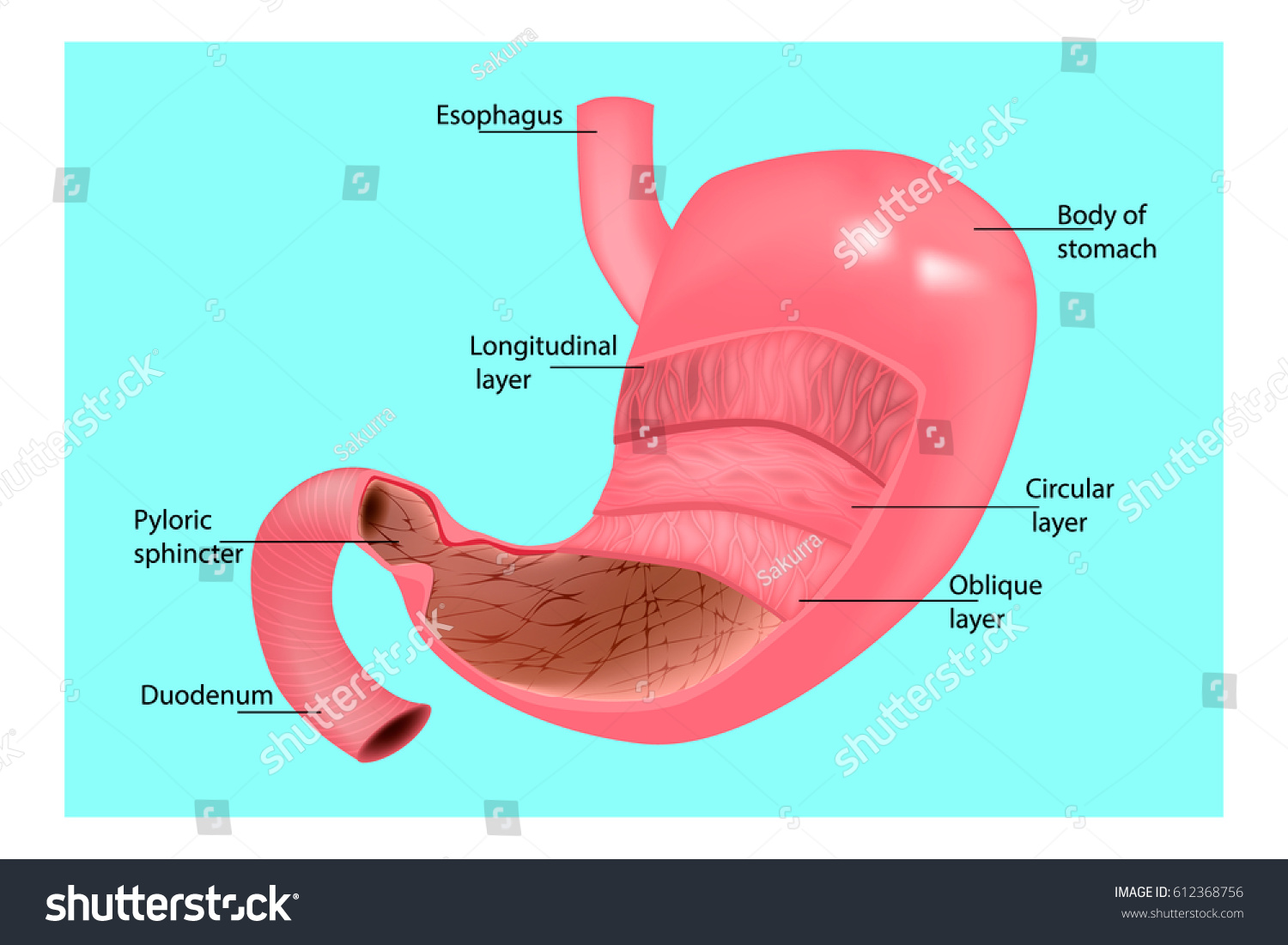 Structure Stomach Medical Educational Illustration Stomach Stock Vector ...