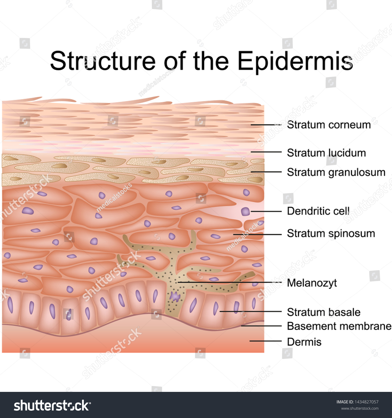 Epidermis Stock Vectors, Images & Vector Art | Shutterstock