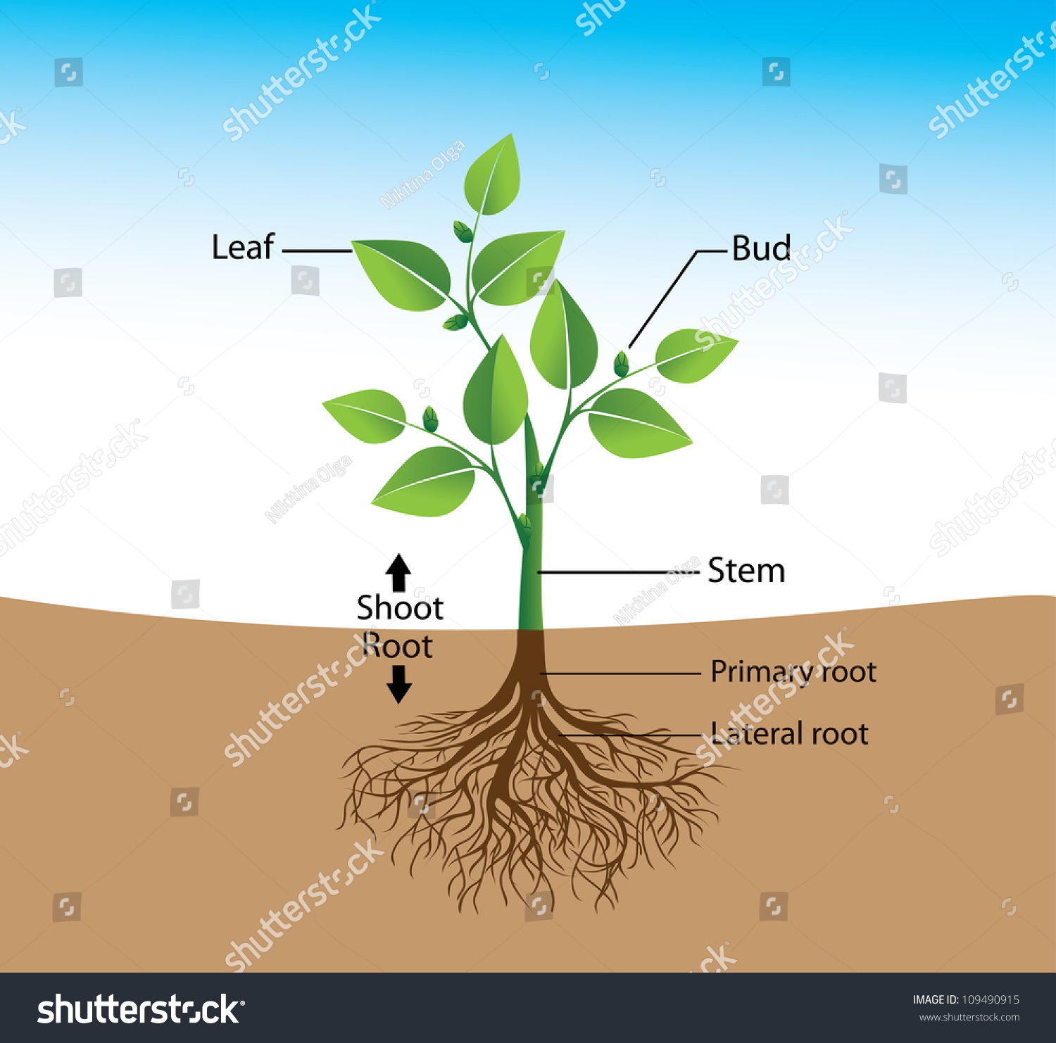 Structure Plant Visual Aid Training Stock Vector (Royalty Free ...