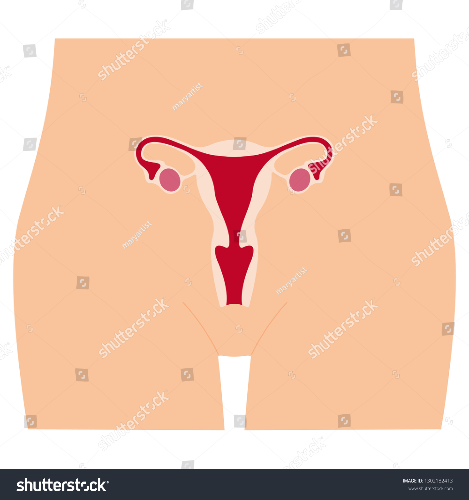 Vektor Stok Structure Uterus Female Reproductive System Organs Tanpa Royalti 1302182413