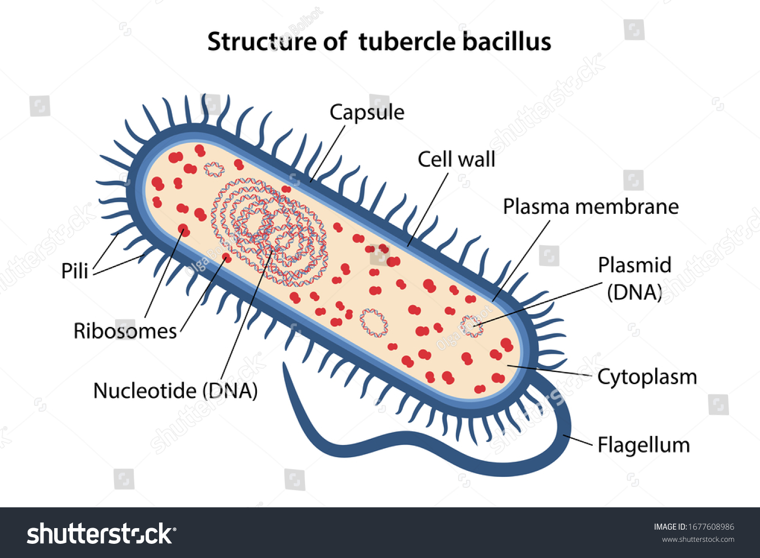 Structure Tubercle Bacillus Corresponding Designations Microbiology ...