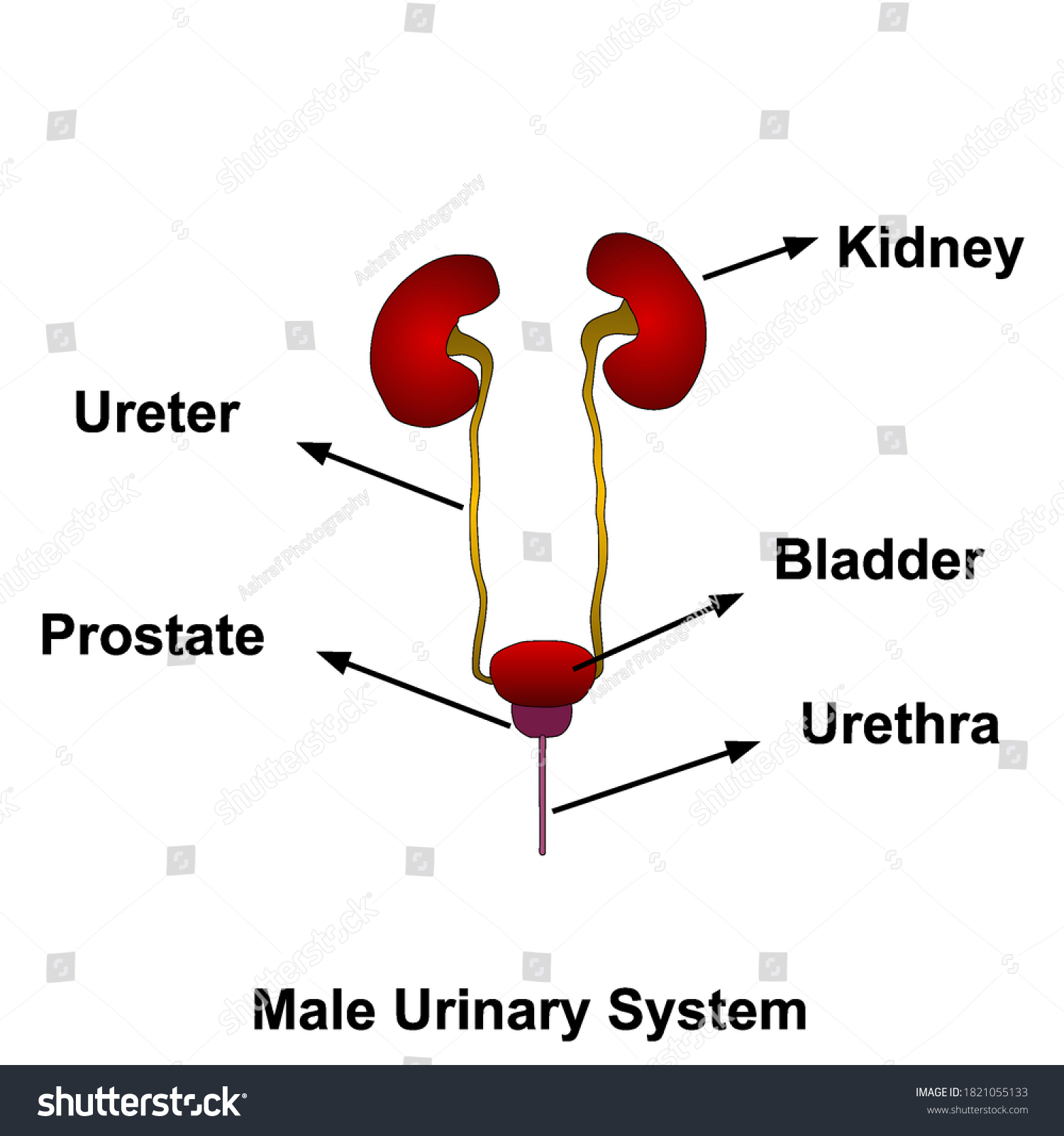 Structure Urinary System Urinary System Anatomy 库存矢量图（免版税）1821055133 Shutterstock 3323