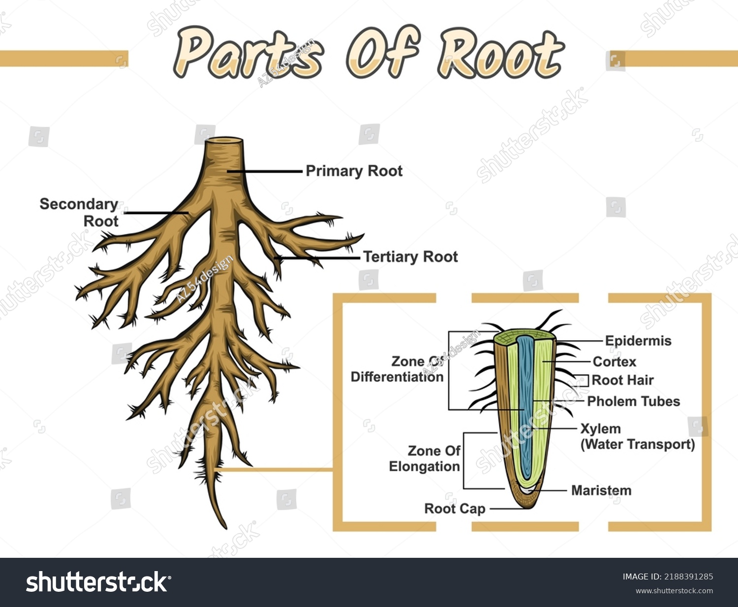 790 Tree diagram roots Images, Stock Photos & Vectors | Shutterstock