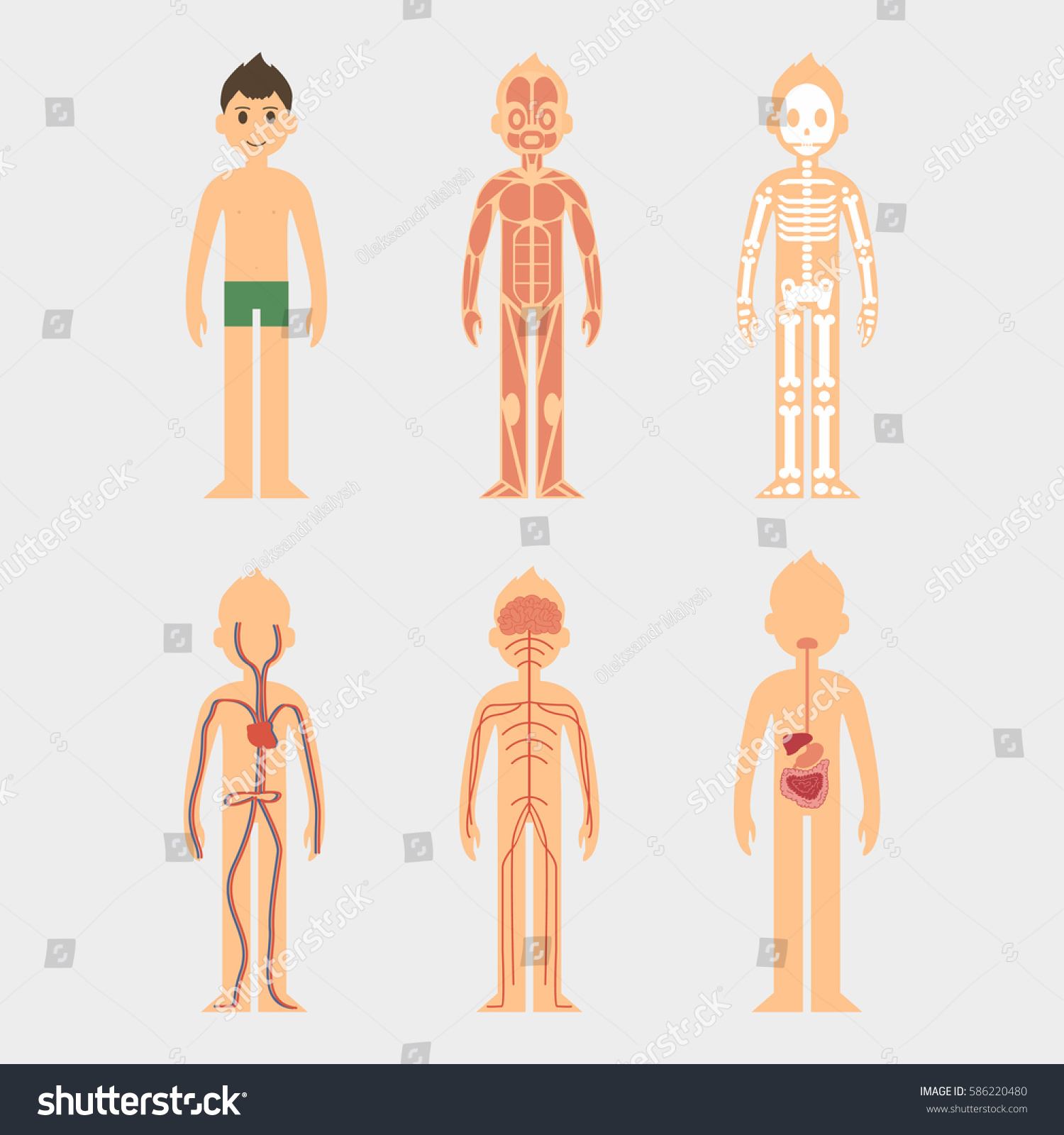 Stylized Male Body Anatomy Chart Men Stock Vector Royalty Free