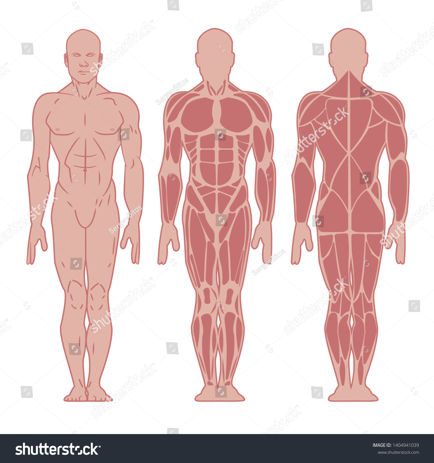 Stylized Muscle Man Anatomy Image Front Stock Vector Royalty Free 1404941039