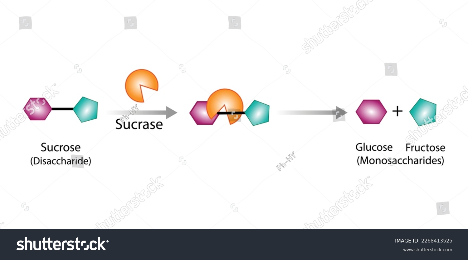 SVG of Sucrose digestion. Carbohydrates Digestion.  Sucrase Enzymes catalyze Disaccharide sucrose Molecule to glucose and fructose. Glucose Sugar Formation. Scientific Diagram. Vector Illustration. svg
