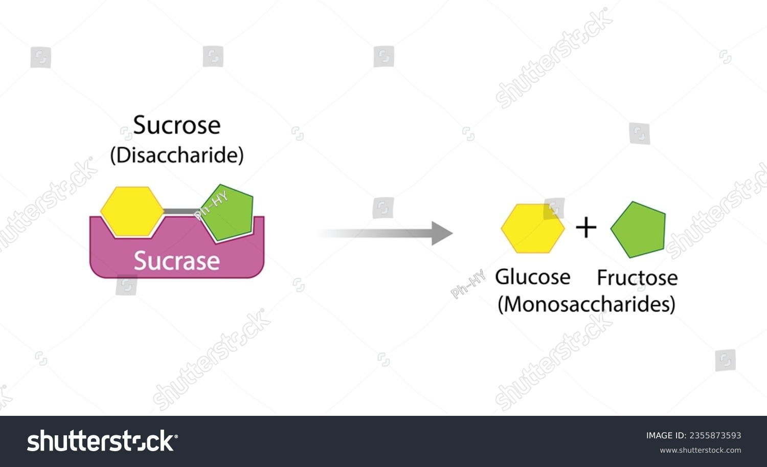SVG of Sucrose digestion. Carbohydrates Digestion. Sucrase Enzymes catalyze Disaccharide sucrose Molecule to glucose and fructose. Glucose Sugar Formation. Scientific Diagram. Vector Illustration. svg