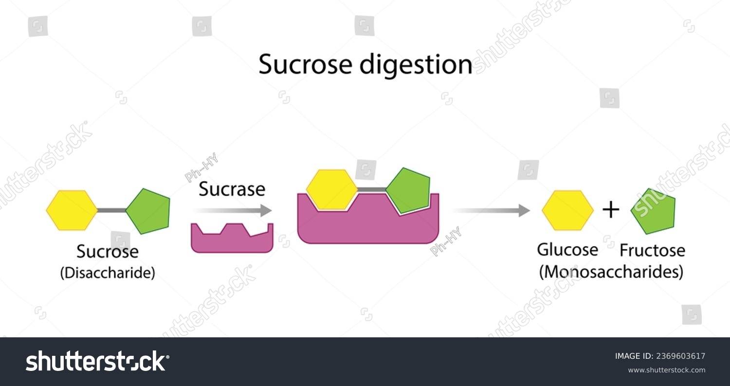 SVG of Sucrose digestion. Carbohydrates Digestion. Sucrase Enzymes catalyze Disaccharide sucrose Molecule to glucose and fructose. Glucose Sugar Formation. Scientific Diagram. Vector Illustration. svg