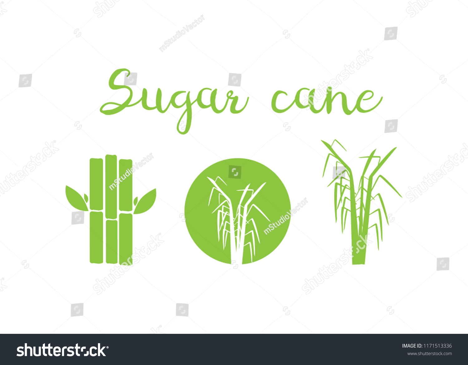 Sugar Cane Vector Illustration Sugar Sugar Stock Vector (Royalty Free ...