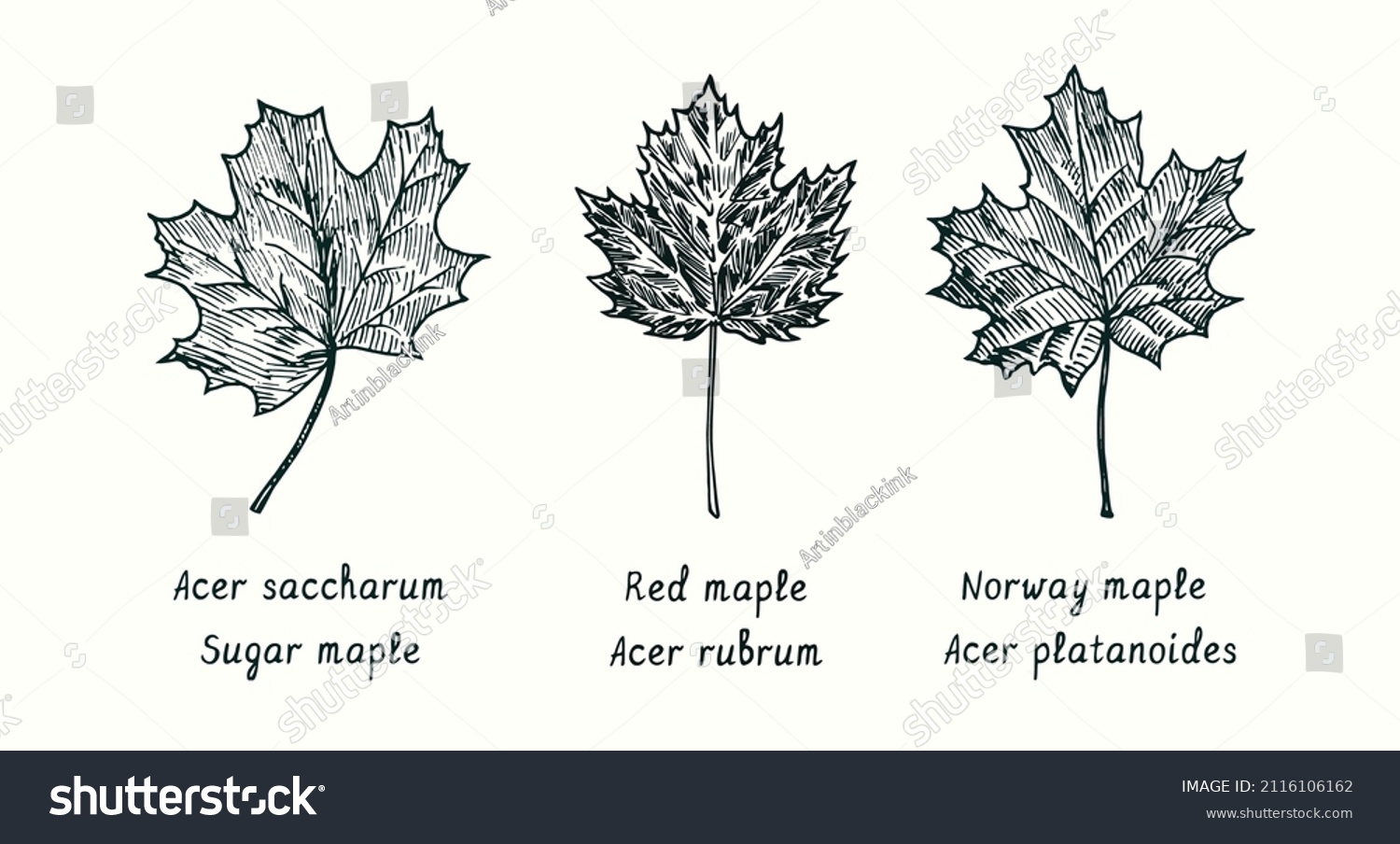 Norway Maple Images Stock Photos Vectors Shutterstock