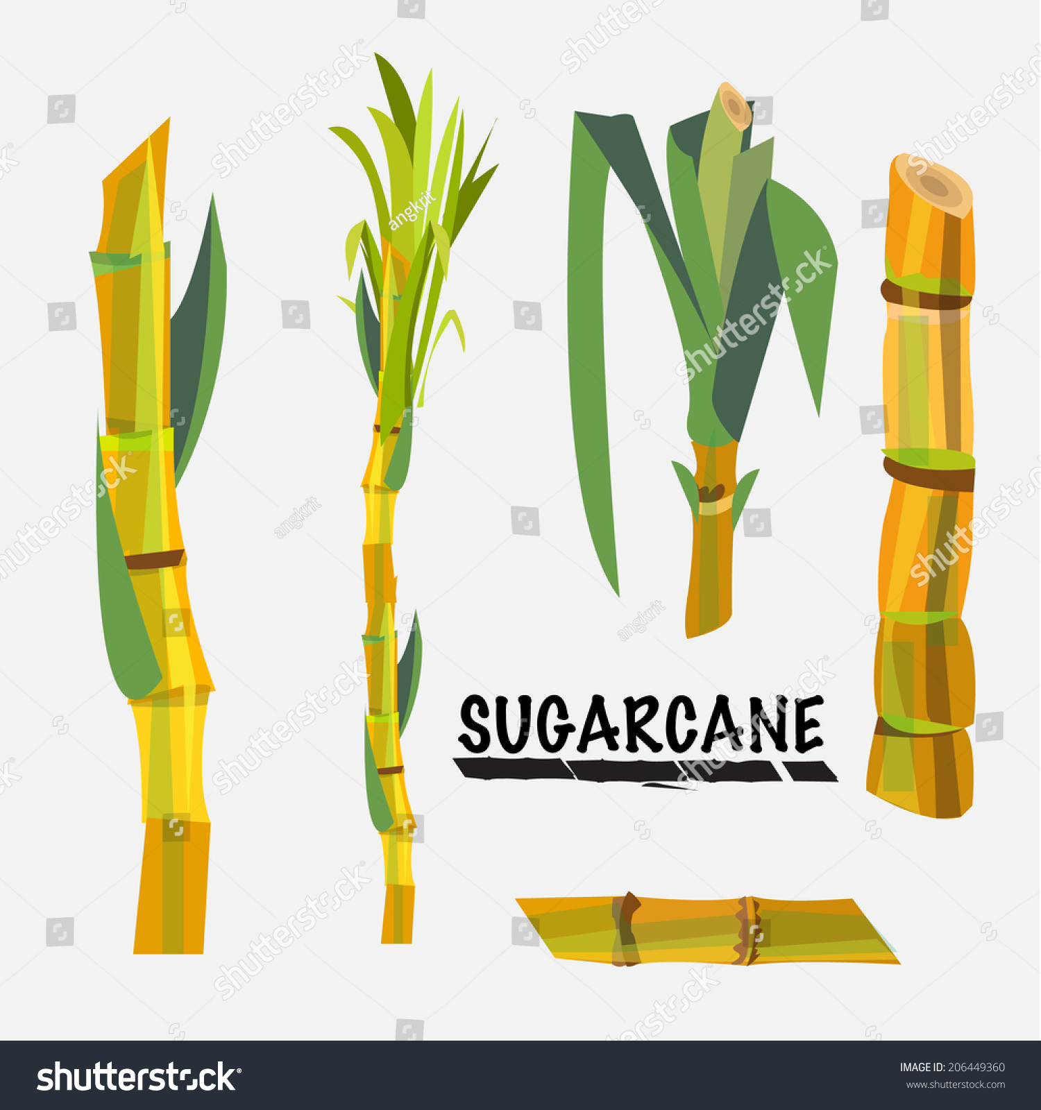Sugarcane Vector Illustration 206449360 Shutterstock 