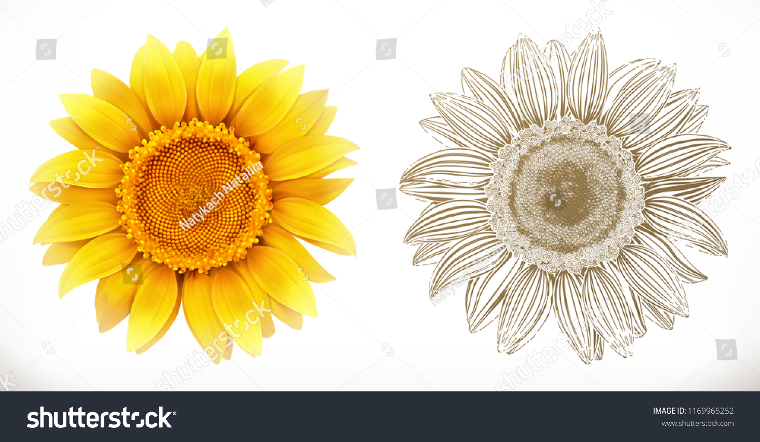 SVG of Sunflower. 3d realism and engraving styles. Vector illustration svg