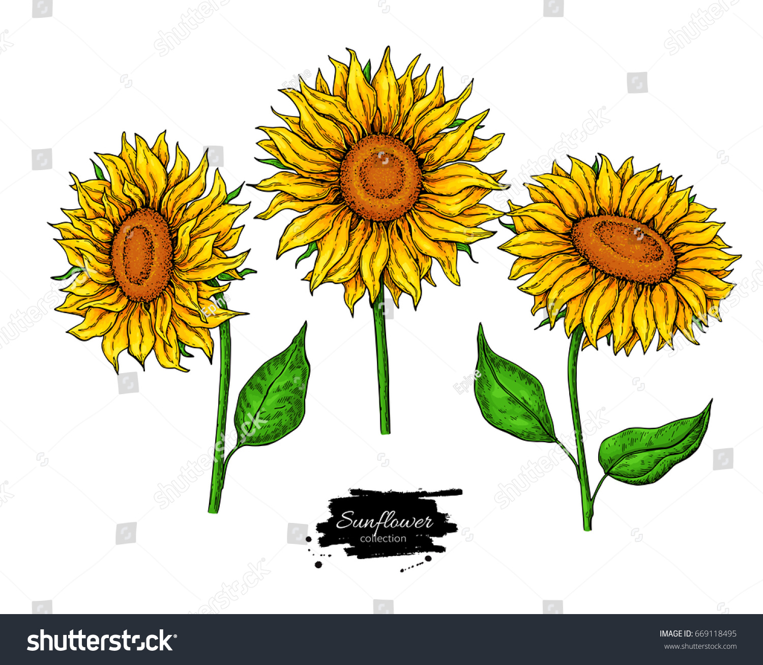 Sunflower Flower Vector Drawing Set Hand Stock Vector 669118495 ...