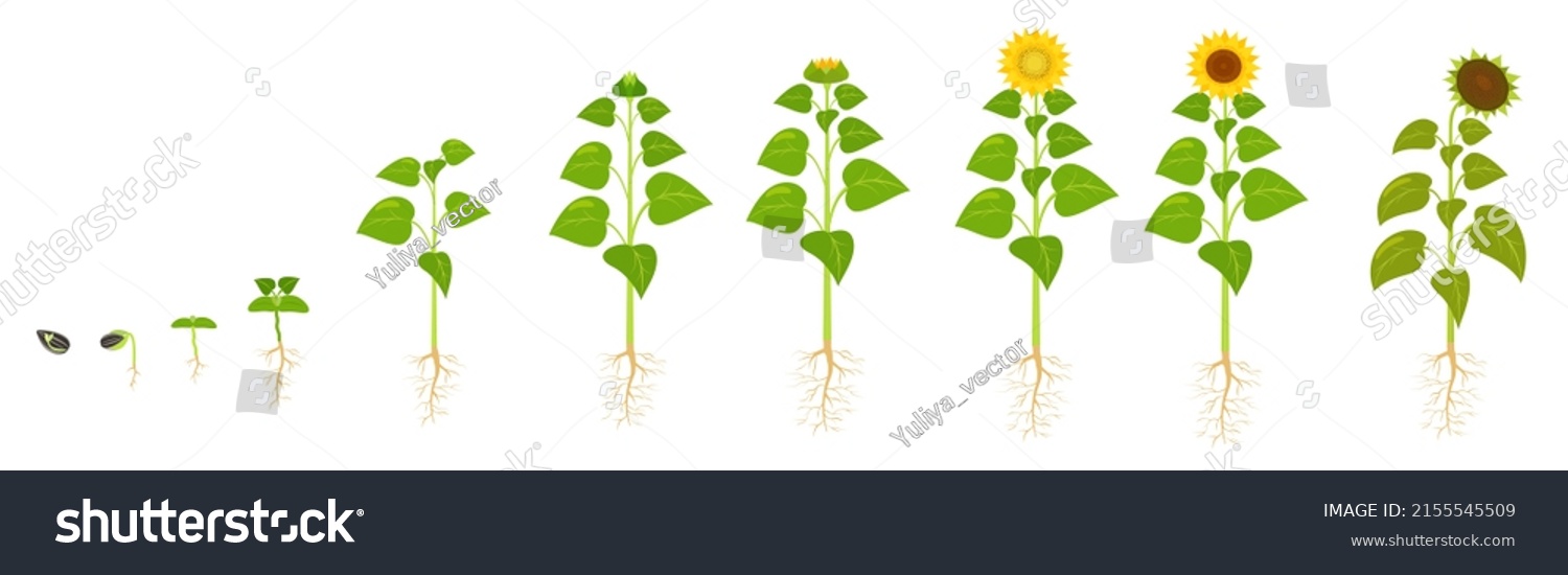 Sunflower Growth Life Cycle Seed Germination Stock Vector (Royalty Free ...