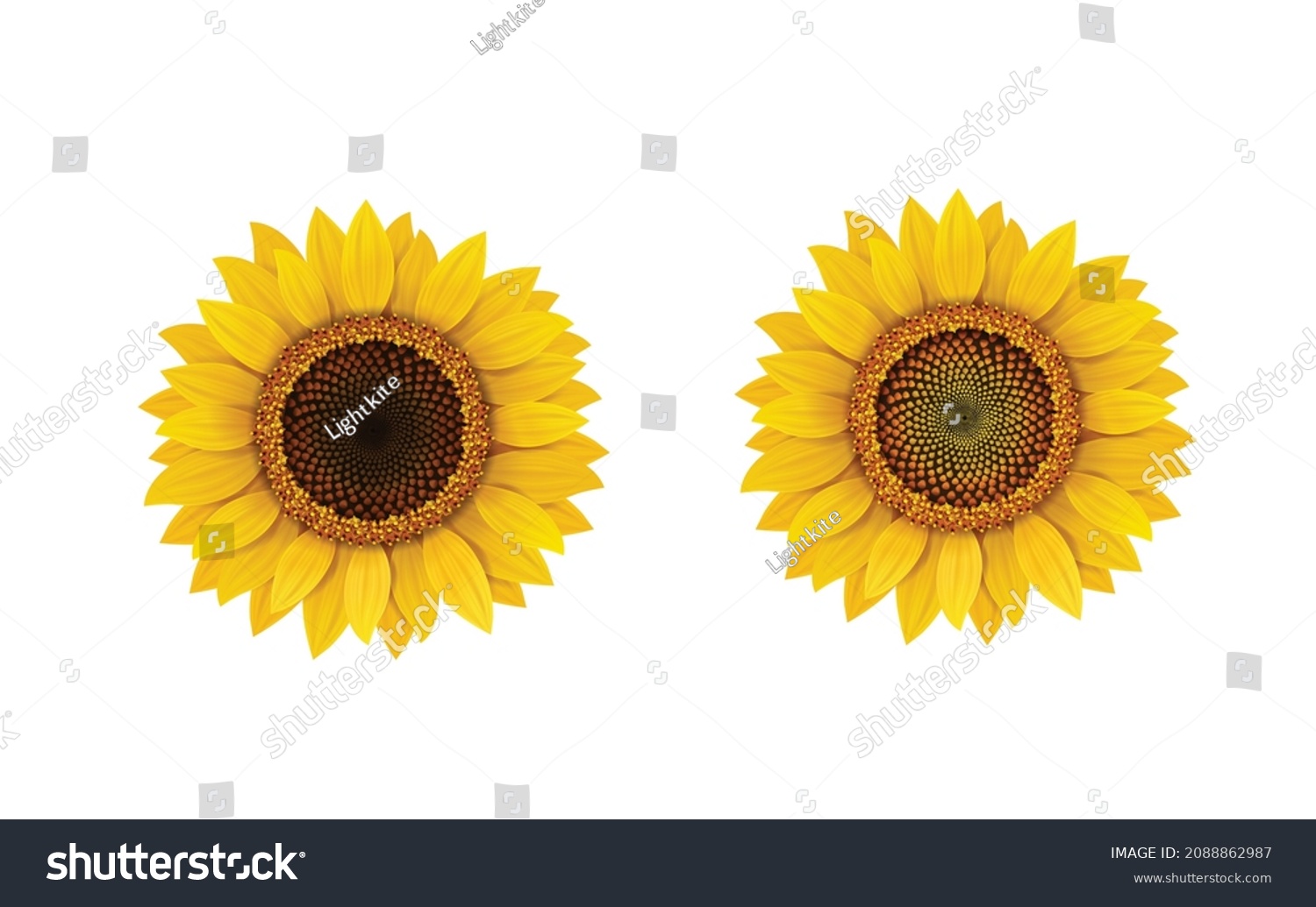 SVG of Sunflower  isolated, realistic flower in ripe and unripe sunflower seeds vector illustration. svg