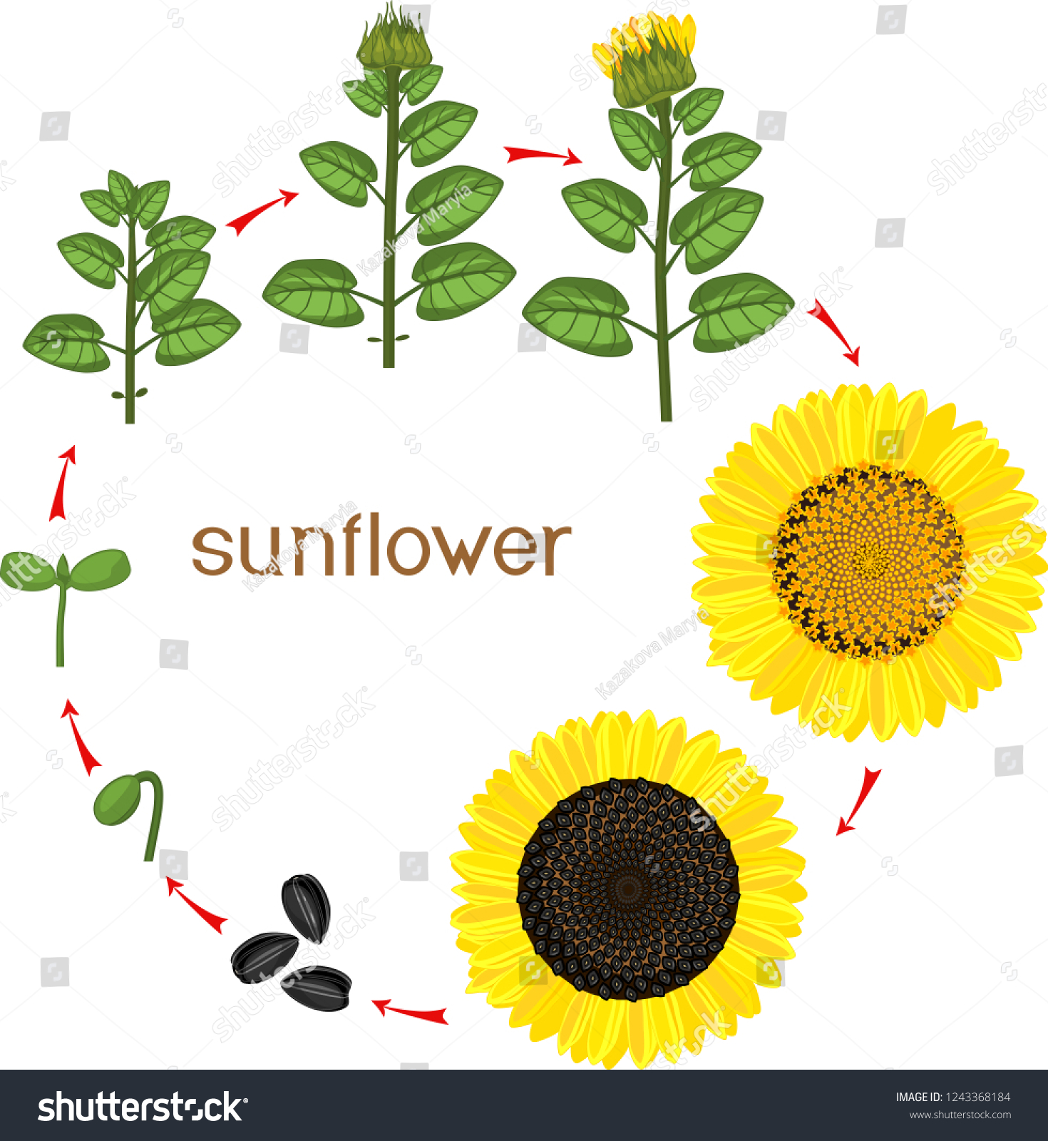 Sunflower Life Cycle Growth Stages Seeding เวกเตอร์สต็อก ปลอดค่าลิขสิทธิ์ 1243368184 1705