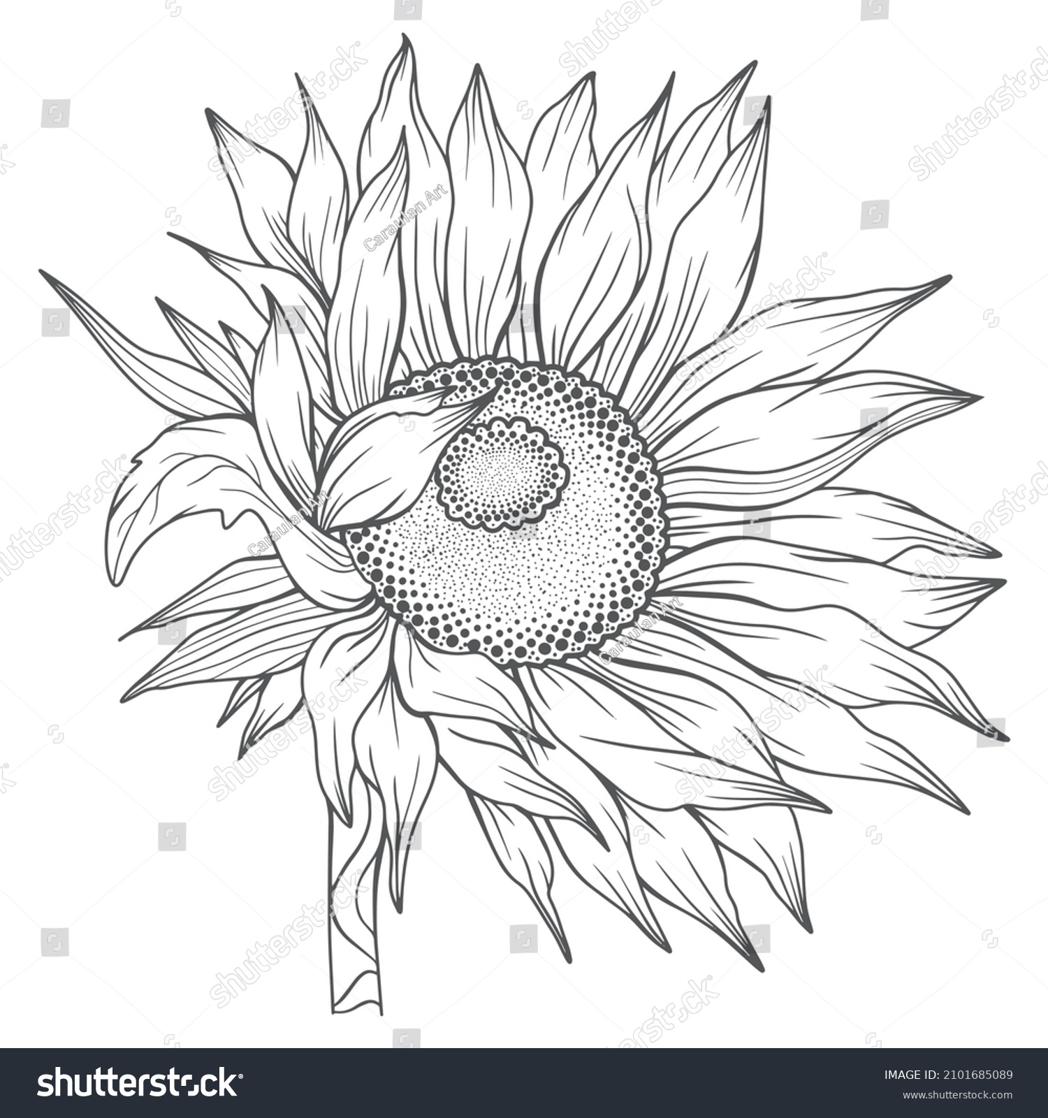 Sunflower Outline Sunflower Line Art Floral Stock Vector (Royalty Free ...