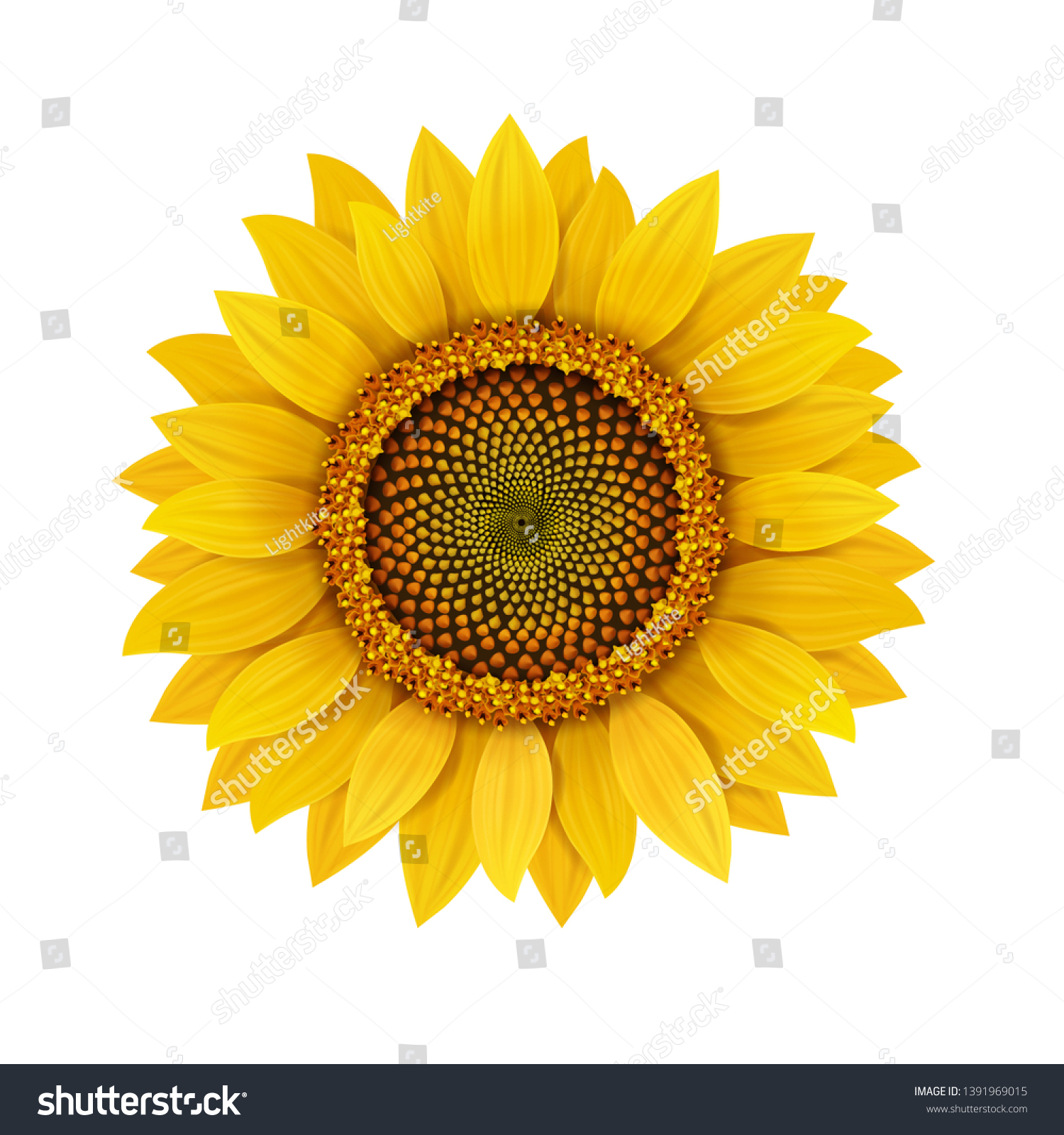 SVG of Sunflower realistic isolated, vector illustration. svg